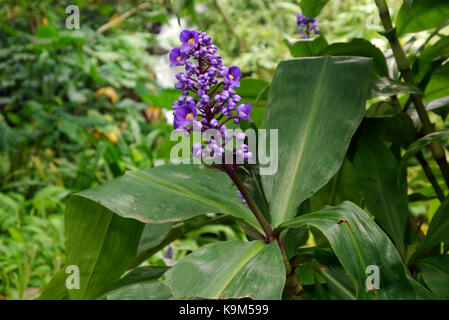 Un unico viola dichorisandra thyrsiflora (blue ginger) Testa di fiori coltivati in progetto EDEN, Cornwall, Inghilterra, Regno Unito. Foto Stock