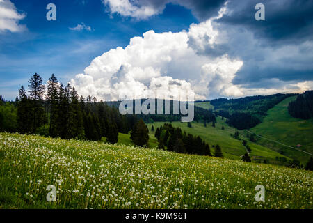Vista sulla Stübenwasen, un bel posto nella foresta nera vicino al Feldberg Foto Stock