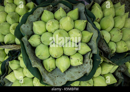 Mazzi di boccioli di loto verdi in esposizione al Pak Khlong Talat, un mercato dei fiori a Bangkok, Thailandia Foto Stock