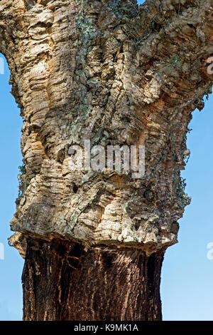 Ceppo di un parzialmente decorticati quercia da sughero (Quercus suber), algarve, portogallo Foto Stock