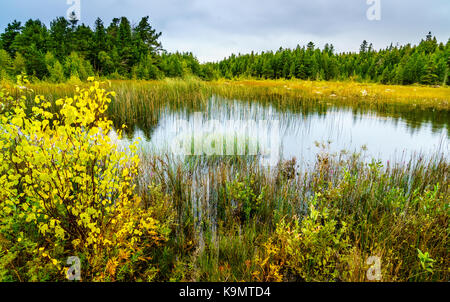 Vista panoramica della zona della torbiera in Michigan penisola superiore Foto Stock