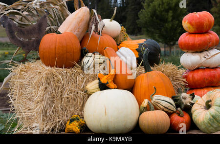 Zucca e fantasia display squash Foto Stock