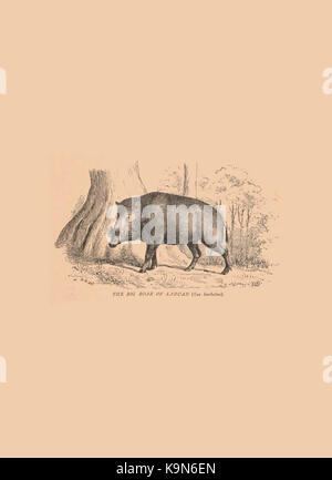 I record di sport in India meridionale bhl47191129 Foto Stock