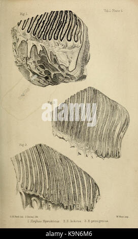 Paleontologico memorie e note di H. Falconer, con cenni biografici dell'autore (Vol. Ho la piastra 5) BHL33369289 Foto Stock