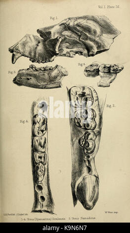 Paleontologico memorie e note di H. Falconer, con cenni biografici dell'autore (Vol. Ho la piastra 26) BHL33369619 Foto Stock