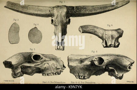 Paleontologico memorie e note di H. Falconer, con cenni biografici dell'autore (Vol. Ho la piastra 22) BHL33369559 Foto Stock