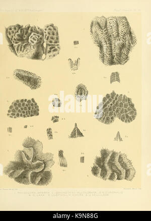 Relazione sui risultati scientifici del viaggio di H.M.S. Challenger durante gli anni 1873 76 sotto il comando del Capitano George S. narici (Pl. III) BHL12035182 Foto Stock