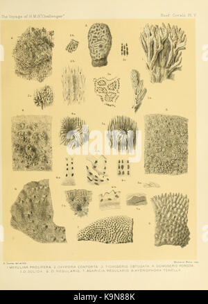 Relazione sui risultati scientifici del viaggio di H.M.S. Challenger durante gli anni 1873 76 sotto il comando del Capitano George S. narici (Pl. V) BHL12035190 Foto Stock