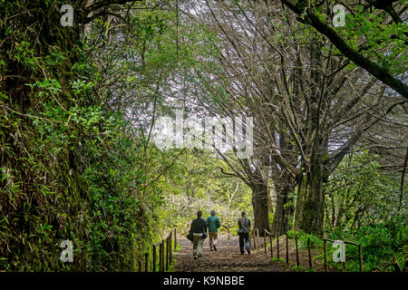 Levada do Moinho, Madeira, Portogallo Foto Stock