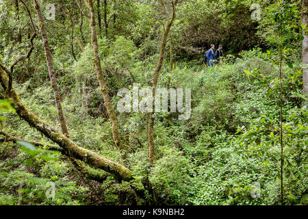 Levada do furado, Madeira, Portogallo Foto Stock