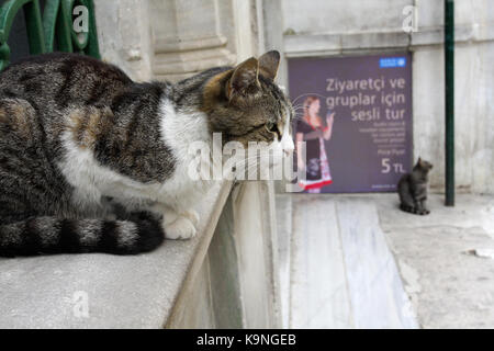 Gatti di Istanbul, Turchia. Foto Stock