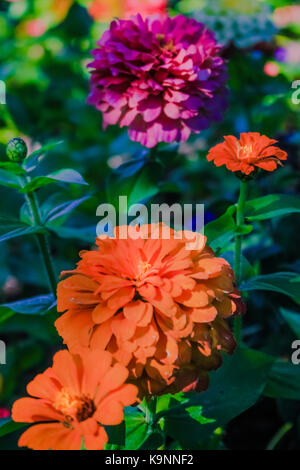 VICTORIA BC - Agosto 20, 2016 - arancio e fiori di colore rosa in Butchart Gardens il Agosto 20, 2016 a Victoria. Foto Stock