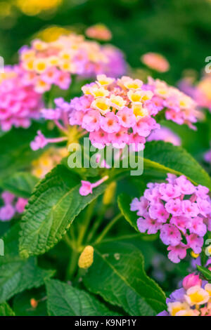 VICTORIA, BC - Agosto 20, 2016 - Chiudere-up​ poco rosa e giallo assortimento di fiori in Butchart Gardens il Agosto 20, 2016 a Victoria. Foto Stock