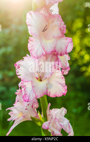 La luce rosa gladiolus fiore, close-up Foto Stock