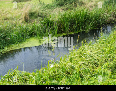 Close up di un flusso in Waveney Valley vicino a Earsham Foto Stock