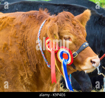 Vincitore del premio limousin giovenca chiamato almande lussureggianti con rosette di vincitori a stokesley agricultural show 2017 Foto Stock