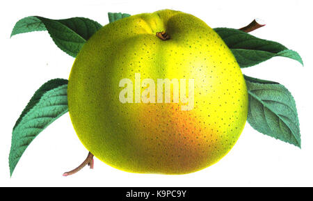 Pomme Warner re Foto Stock