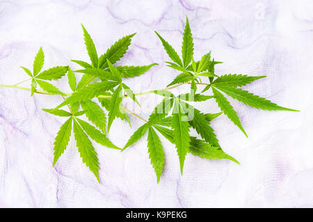 Ramo di marijuana con piccole foglie verde su bianco Foto Stock