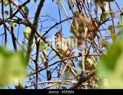 Cardinale del Nord (Cardinalis cardinalis) arroccato in un albero Foto Stock