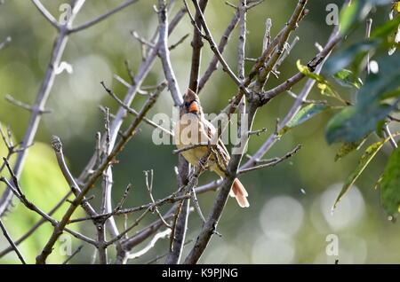 Cardinale del Nord (Cardinalis cardinalis) arroccato in un albero Foto Stock