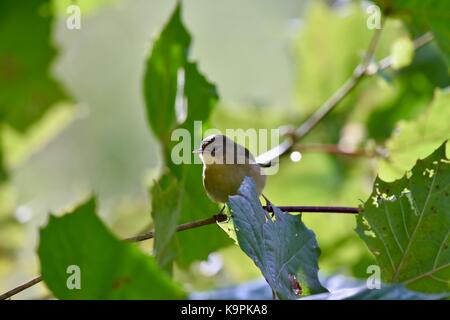 Vermivora celata (Vermivora celata) Foto Stock