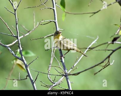 Vermivora celata (Vermivora celata) Foto Stock