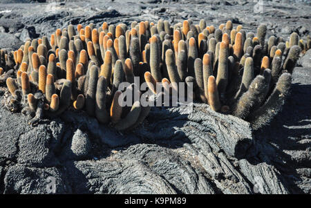 Cactus di lava (brachycereus nesioticus) su Fernandina Island, isole Galapagos, Ecuador Foto Stock