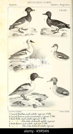 Ornithologie de la Savoie, ou Histoire des oiseaux (13473381204) Foto Stock