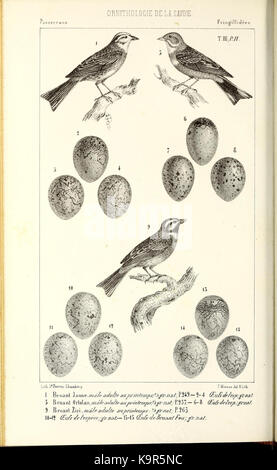 Ornithologie de la Savoie, ou Histoire des oiseaux (13472732483) Foto Stock