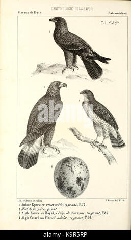 Ornithologie de la Savoie, ou Histoire des oiseaux (13471979303) Foto Stock