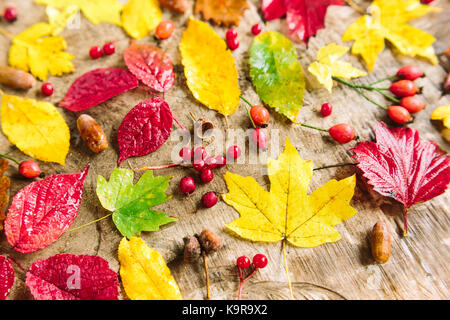 Ambiente, autunno, concetto di decorazione. bloody red sorbe e sano di bacche di rosa canina posto tra rosso e giallo sole foglie di aceri e pioppi Foto Stock