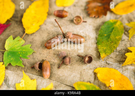 Stagione, ambiente, doni della natura. close up di alcuni cosiddetti ghiande, dadi di grandi alberi di splendide querce, essi sono come dei simboli di autunno che appena venuta Foto Stock