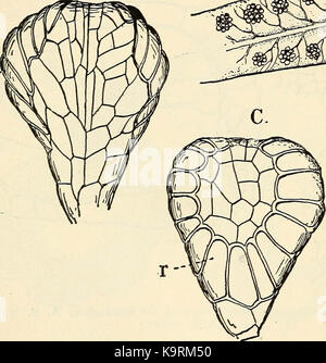 "La struttura e lo sviluppo di muschi e felci (archegoniatae)" (1918) Foto Stock