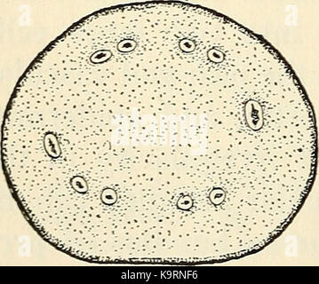 "La struttura e lo sviluppo di muschi e felci (archegoniatae)" (1918) Foto Stock