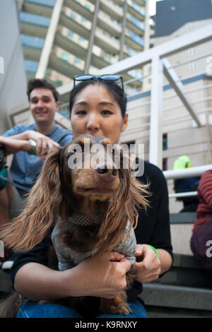 Bassotto giorno autralia di Melbourne Foto Stock