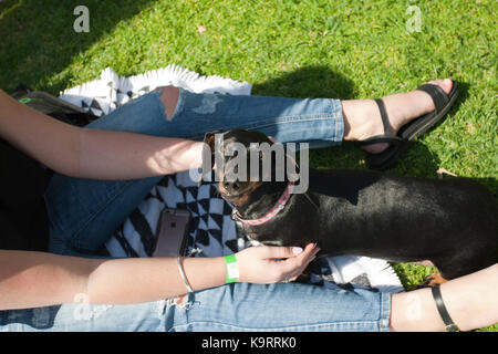 Bassotto giorno autralia di Melbourne Foto Stock