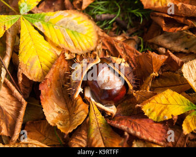 Semi di horse chesnut caduto su erba e foglie Foto Stock