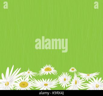 Prato estivo con sfondo bianco fiori a margherita Illustrazione Vettoriale