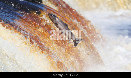 Un salmone fa il suo modo a monte sul fiume Tyne in Hexham. Foto Stock