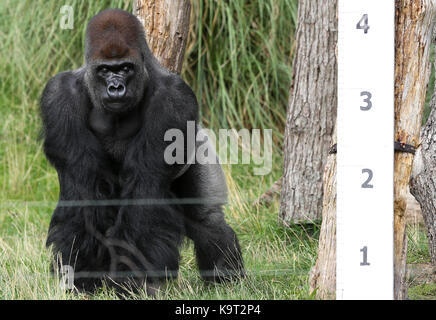 Zookeeper pesare le misure e gli animali al di zsl london zoo durante l annuale pesare-in. i i custodi del giardino zoologico sono responsabili di più di 20.000 animali e trascorrere ore di registrazione del peso di ogni animale. dotato di vista: dove: Londra, Regno Unito quando: 24 ago 2017 credit: dinendra haria/wenn.com Foto Stock