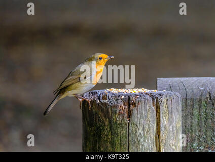 Robin (Erithacus rosolia) appollaiato su un post con un seme nel suo becco, prese a Eyeworth stagno nel New Forest, Hampshire, Inghilterra, Regno Unito. Foto Stock