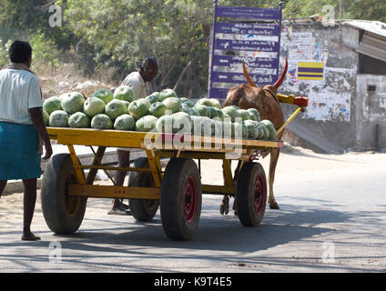 Kanchipuram, Tamil Nadu, India, Marzo 19, 2015: Uomini non identificati trasportare il raccolto di cocomeri sul carrello di legno Foto Stock