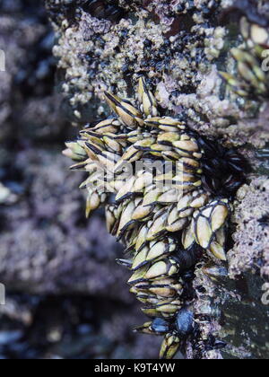 Percebes cresce su rocce della Galizia Foto Stock