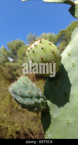 Fichidindia su una pianta di cactus in Roquebrune-cap-martin, Francia Foto Stock