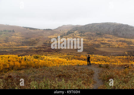 Un fotografo cattura di una valle del golden aspen alberi in autunno che sono in esecuzione attraverso una valle nel nord del Montana. Foto Stock