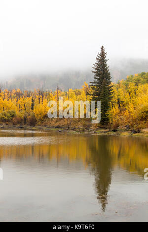 Un alto conifera albero si riflette in un corpo di acqua calma con una caduta del paesaggio e nebbia stagionale insinuando. Foto Stock