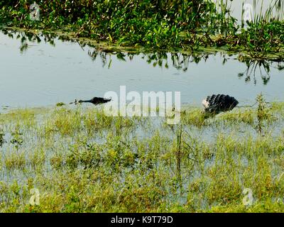 Due americani alligatori (Alligator mississippiensis), uno molto grande, parzialmente immerso nel bordo erboso di un lago. Gainesville, Florida, Stati Uniti d'America. Foto Stock