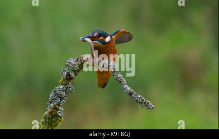Kingfisher comune Foto Stock