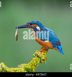 Kingfisher comune Foto Stock