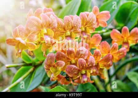 Bella strisce gialle e rosse bouquet di fiori con la luce del sole di dendrobium orchidee ibridi sull'albero nella piantagione di orchidee area in Thailandia. Foto Stock